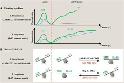 The Role of MIF and IL-10 as Molecular Yin-Yang in the Modulation of the Host Immune Microenvironment During Infections: African Trypanosome Infections as a Paradigm